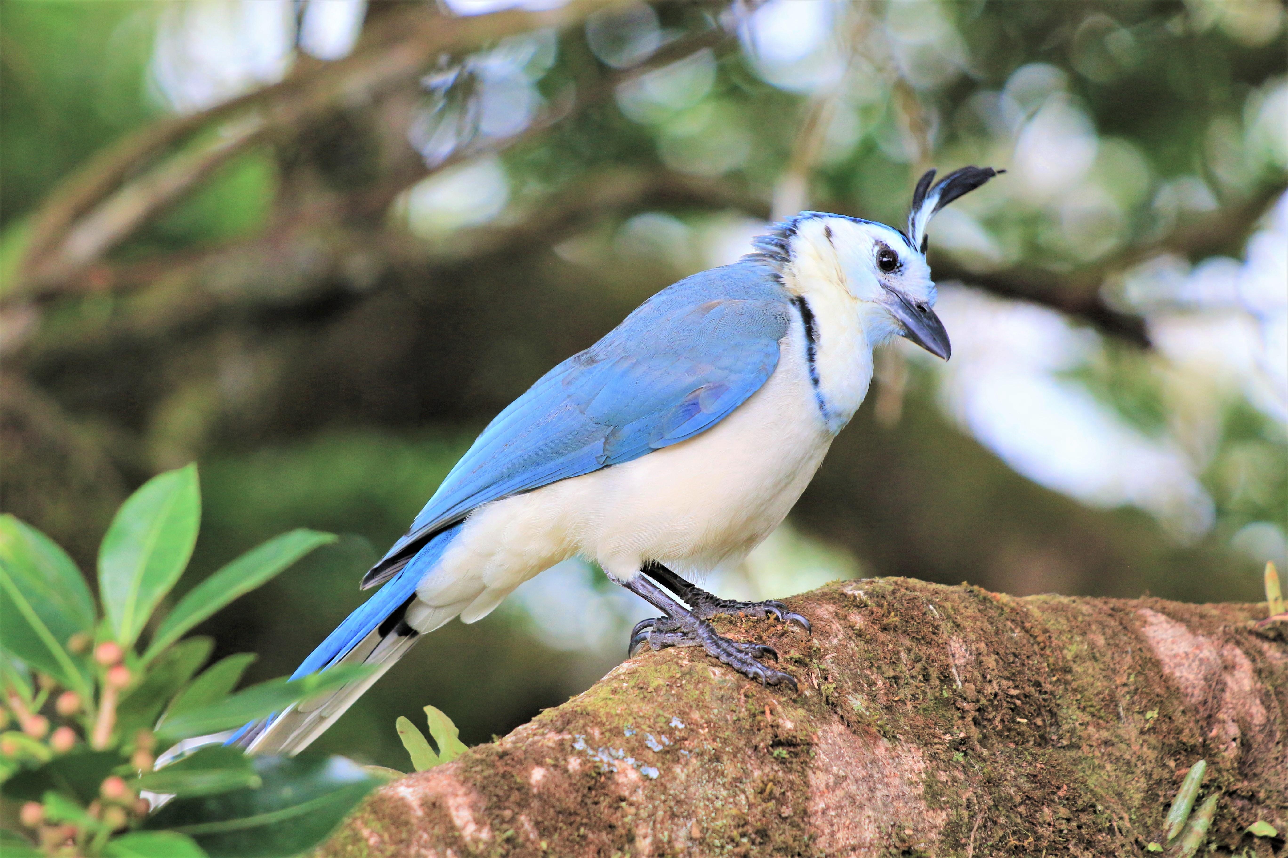 Costa Rica